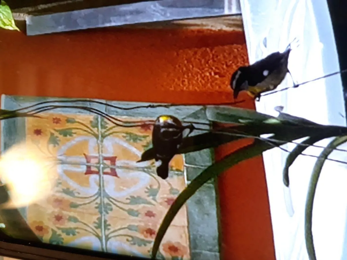 La Casa Que Canta Bed and Breakfast Humacao